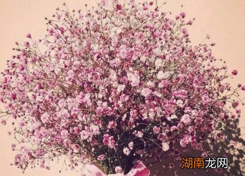 满天星干花的3大制作方法 新鲜满天星怎么保存成干花