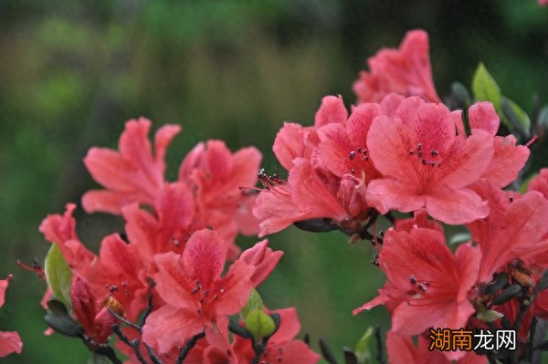 杜鹃花代表的意思 杜鹃花寓意及花语含义