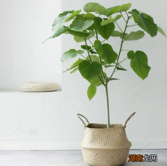 爱心榕养殖方法和注意事项有哪些