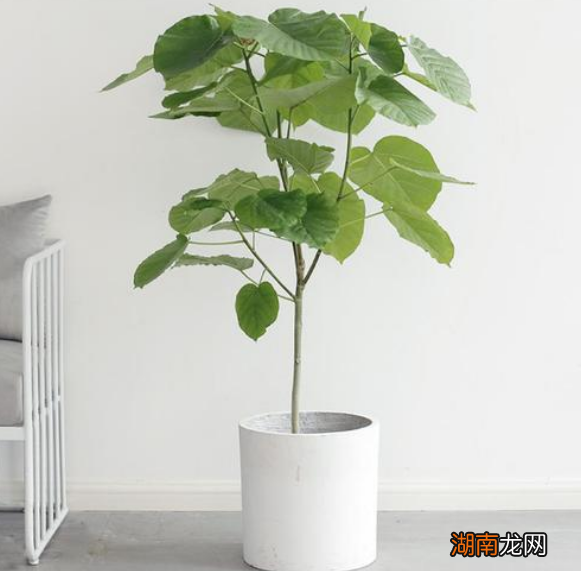 爱心榕养殖方法和注意事项有哪些