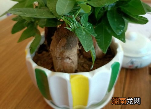 应该放在家里的哪个位置 小发财树放哪里最旺财