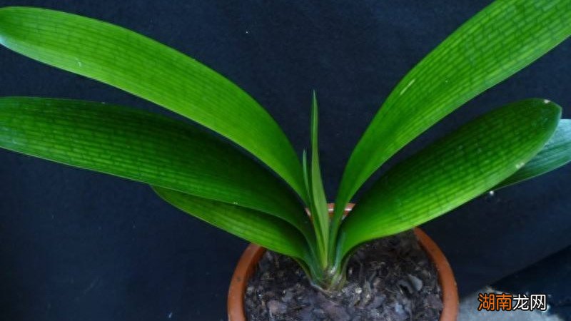 君子兰叶片歪斜严重如何调整过来 君子兰长歪了怎么纠正