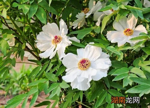 农村种白芍一亩地利润多少钱 白芍种植技术及亩收益