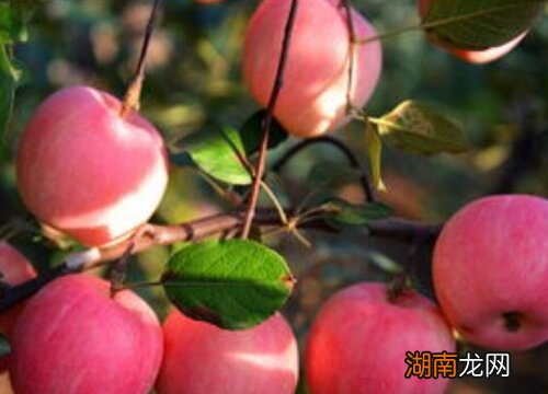 栖霞正宗苹果产地是哪里 栖霞苹果哪个村最正宗