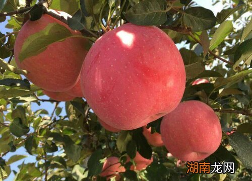 栖霞正宗苹果产地是哪里 栖霞苹果哪个村最正宗