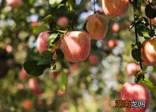栖霞正宗苹果产地是哪里 栖霞苹果哪个村最正宗