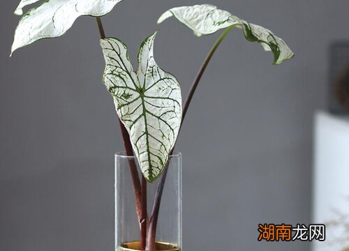 适合客厅的大型绿植有哪些植物