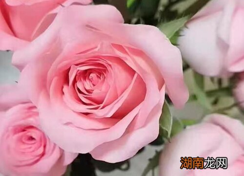 对比月季与玫瑰的区别 月季是不是玫瑰的一种