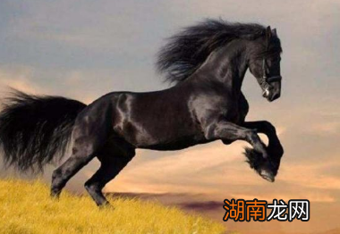 汗血宝马的血液真的是红色的吗?