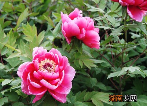 刚买回来的牡丹花根怎么栽培才能活