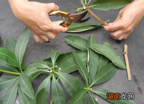 发财树扦插生根最快方法 发财树怎样扦插才最容易成功