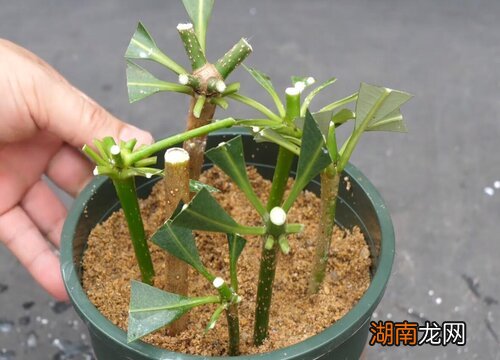 发财树扦插生根最快方法 发财树怎样扦插才最容易成功