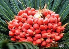 铁树开花的象征与寓意 家门口铁树开花是什么征兆