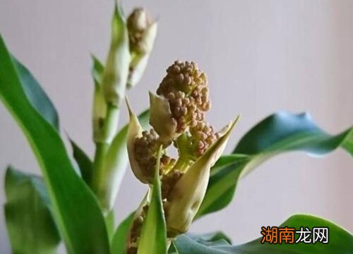 铁树开花的象征与寓意 家门口铁树开花是什么征兆