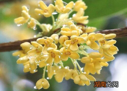 桂花树风水种家里好不好 桂花树风水中什么寓意
