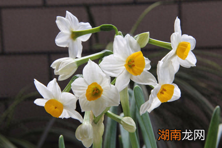水仙花的日常养护要点 水仙花长什么样子图片