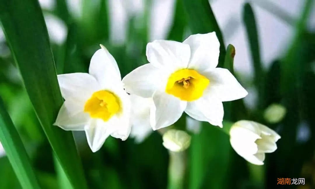 水仙花的日常养护要点 水仙花长什么样子图片