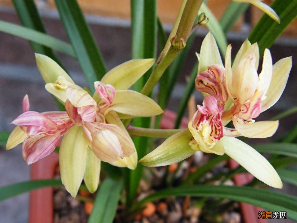 养护得当时一年能够开三次花 兰花一年开几次花