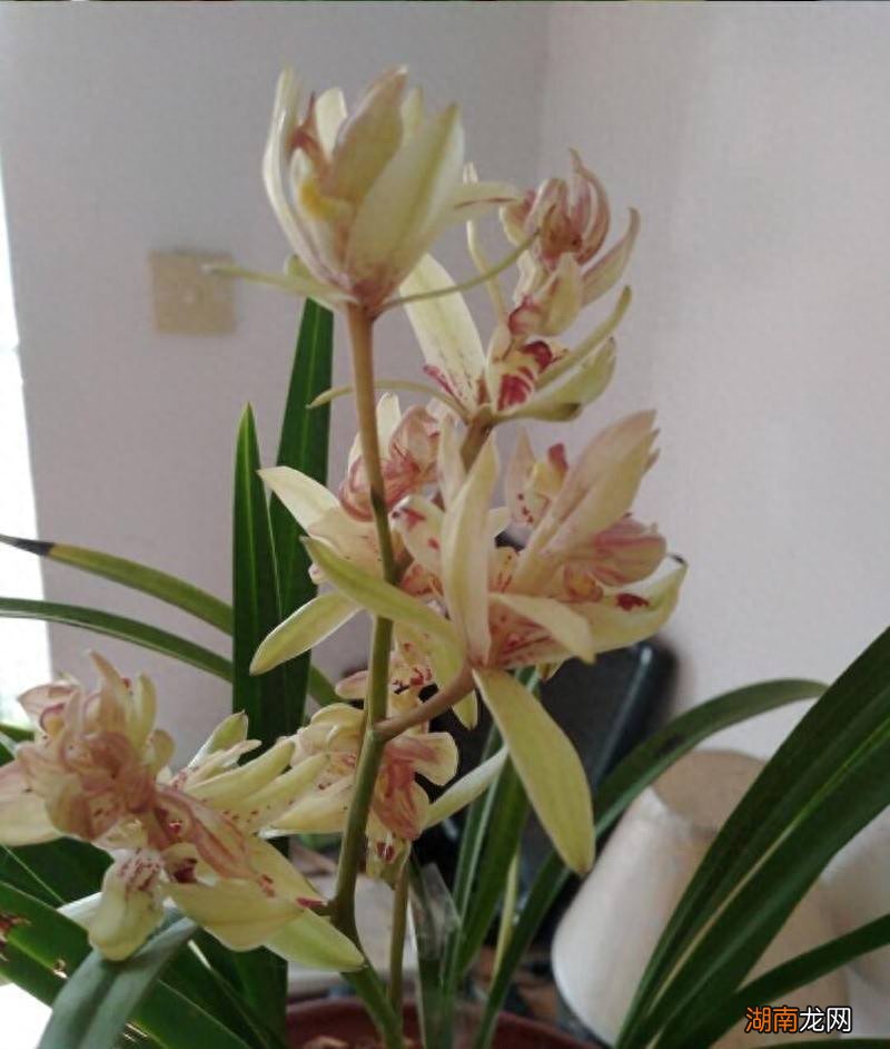 养护得当时一年能够开三次花 兰花一年开几次花