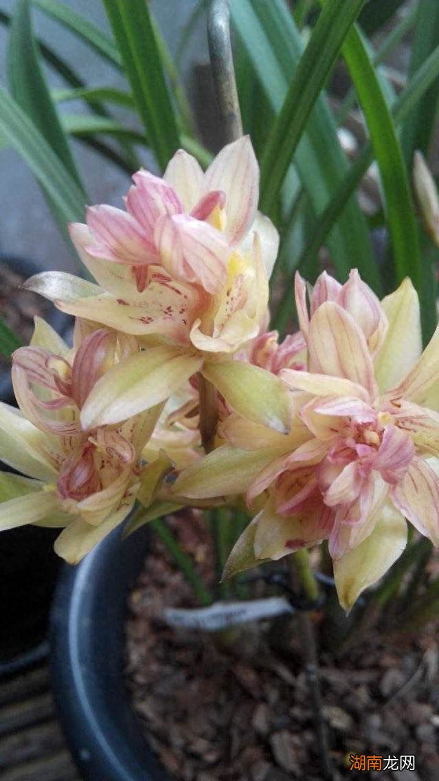 养护得当时一年能够开三次花 兰花一年开几次花