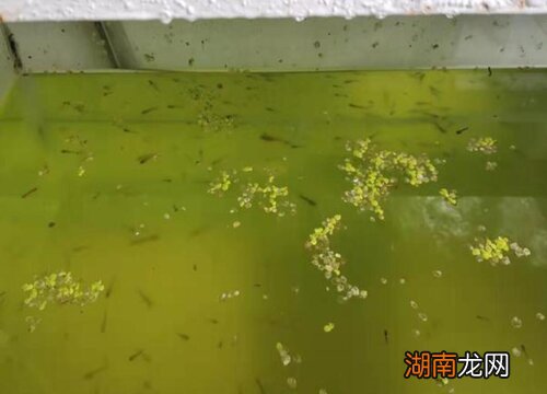 养鱼池水发绿的解决办法 鱼缸青苔怎么清除最快