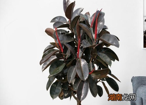 家里养的橡皮树寓意好吗?风水好吗?