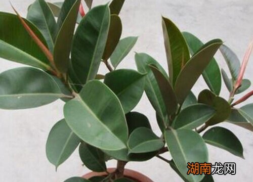 家里养的橡皮树寓意好吗?风水好吗?