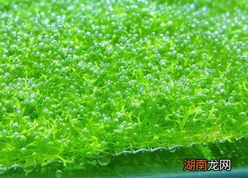 莫斯水草怎么养才能爆缸