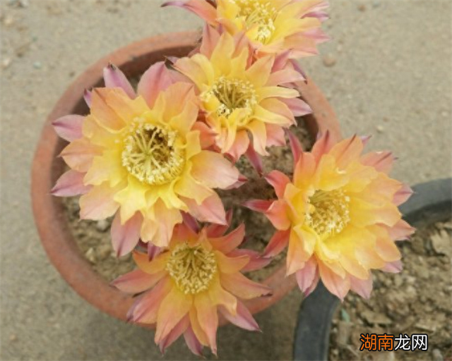 仙人掌放家里的风水寓意 仙人掌的花语与寓意和象征