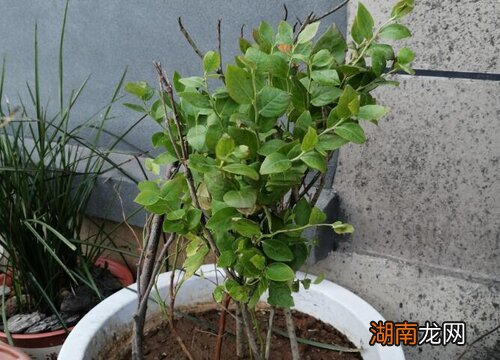 家庭蓝莓盆栽种植方法及养护注意事项