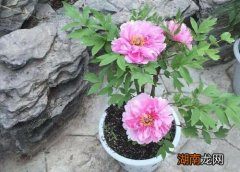 芍药适合在几月份栽种 芍药花11月份可以种植吗