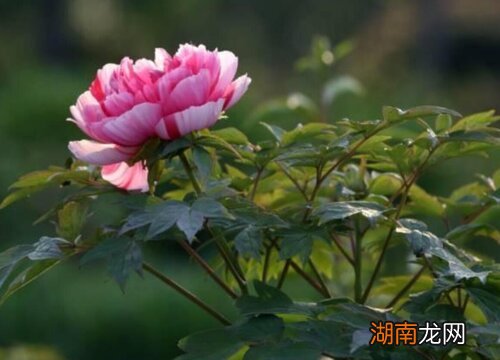 芍药适合在几月份栽种 芍药花11月份可以种植吗