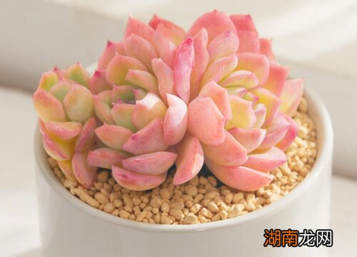 水养多肉植物的正确方法 多肉可以水培么