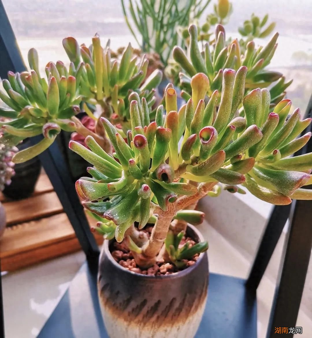 阳台养什么植物风水好一点且招财对身体好