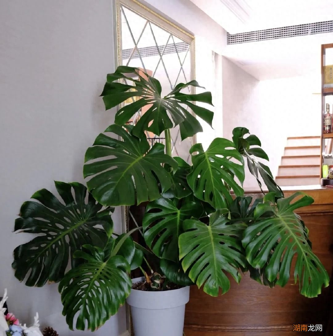 阳台养什么植物风水好一点且招财对身体好