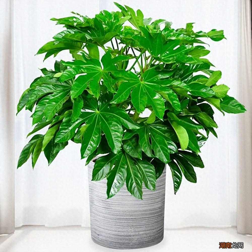 阳台养什么植物风水好一点且招财对身体好