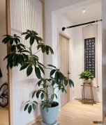 阳台养什么植物风水好一点且招财对身体好