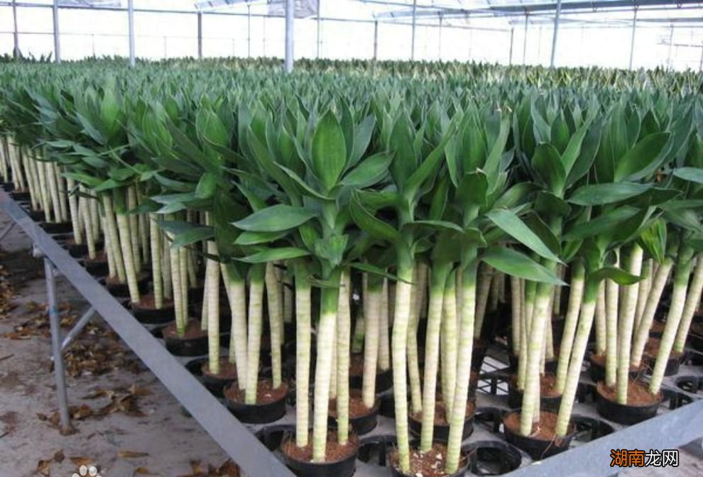 家里养观音竹镇宅保平安节节高升 观音竹的寓意和象征风水