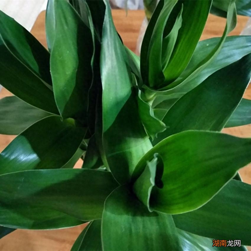 家里养观音竹镇宅保平安节节高升 观音竹的寓意和象征风水