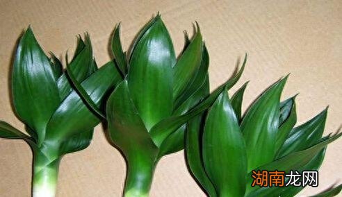 家里养观音竹镇宅保平安节节高升 观音竹的寓意和象征风水