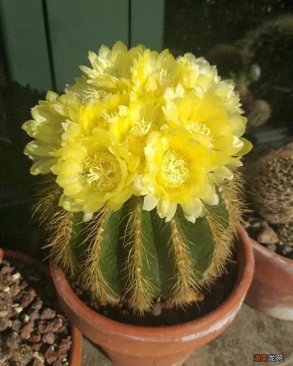 十大名贵仙人掌品种都有什么名字