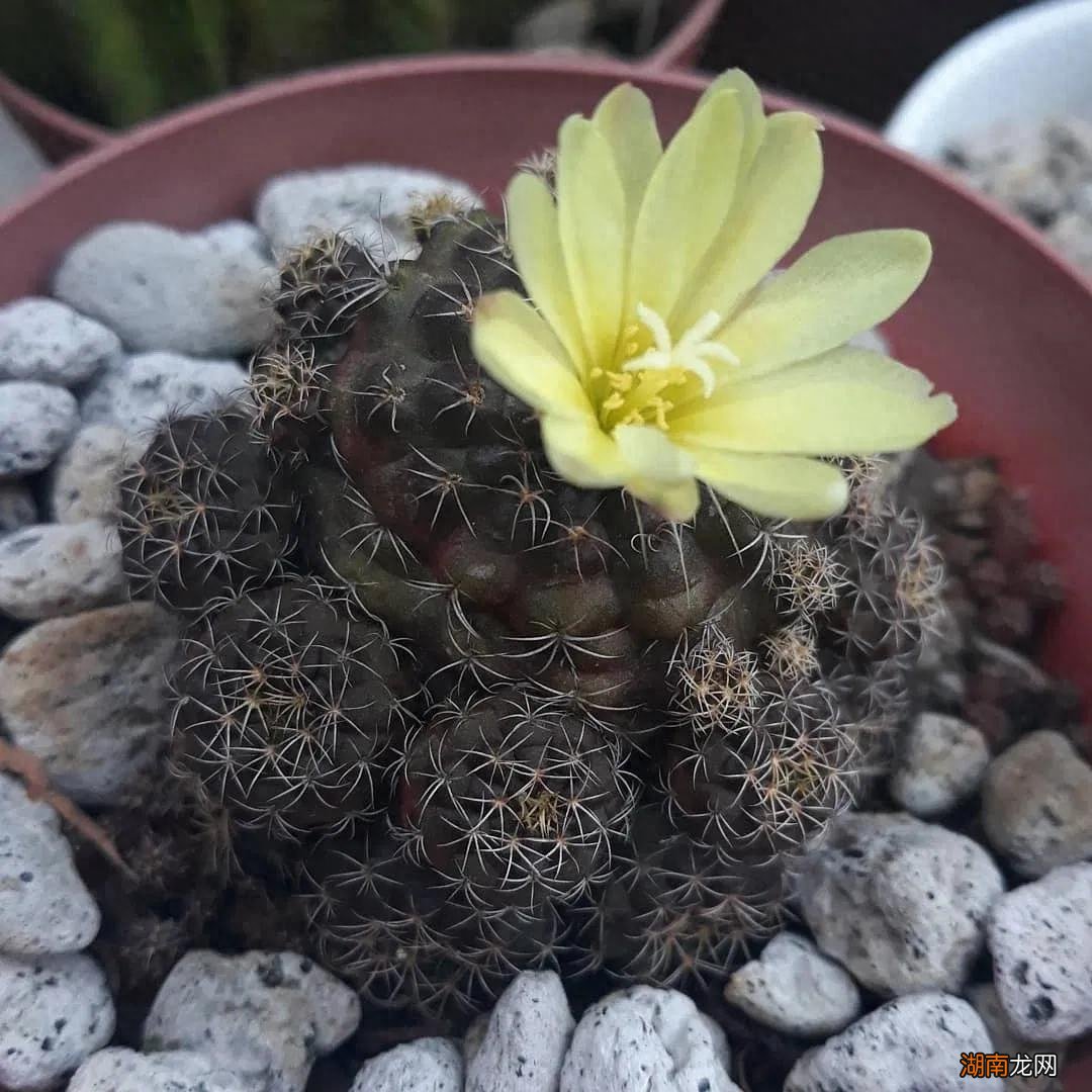 十大名贵仙人掌品种都有什么名字