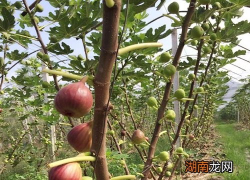 无花果树枝能插活吗 无花果枝条可以直接插土里吗