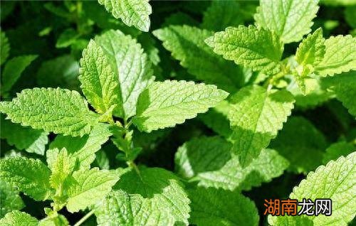 两者对比有什么不同 猫薄荷是薄荷吗