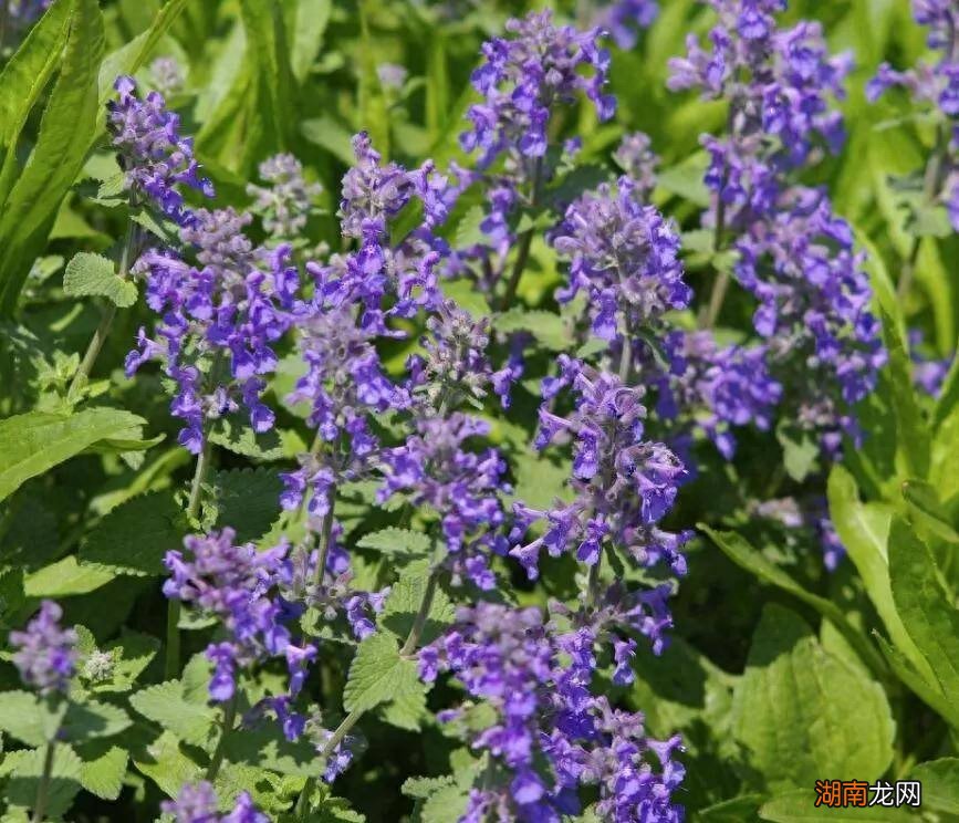 两者对比有什么不同 猫薄荷是薄荷吗