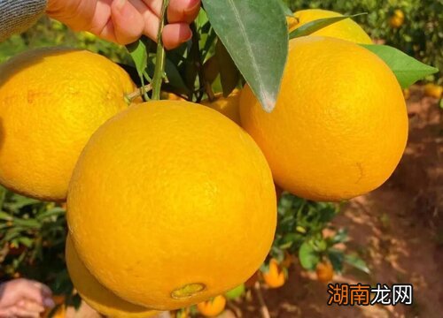 赣南脐橙的口感特点 江西脐橙哪里最出名又好吃