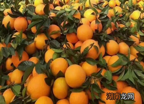 赣南脐橙的口感特点 江西脐橙哪里最出名又好吃