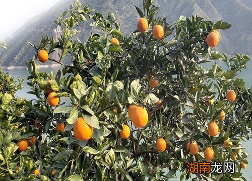 这4个方面不同 橙子和橘子有什么区别哪一个好