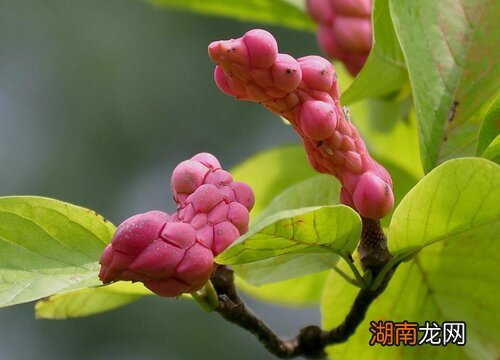 玉兰树果实长什么样子?有什么用途?