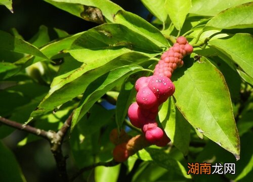 玉兰树果实长什么样子?有什么用途?